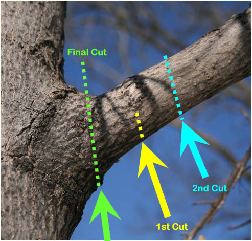 special_topics_large_branches